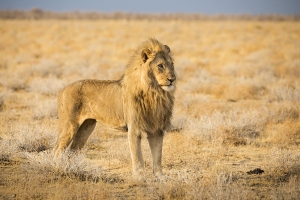 Lev pustinný